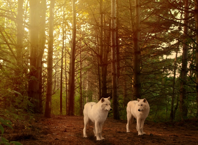 wolves in woods